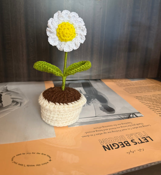 Mini daisy pot